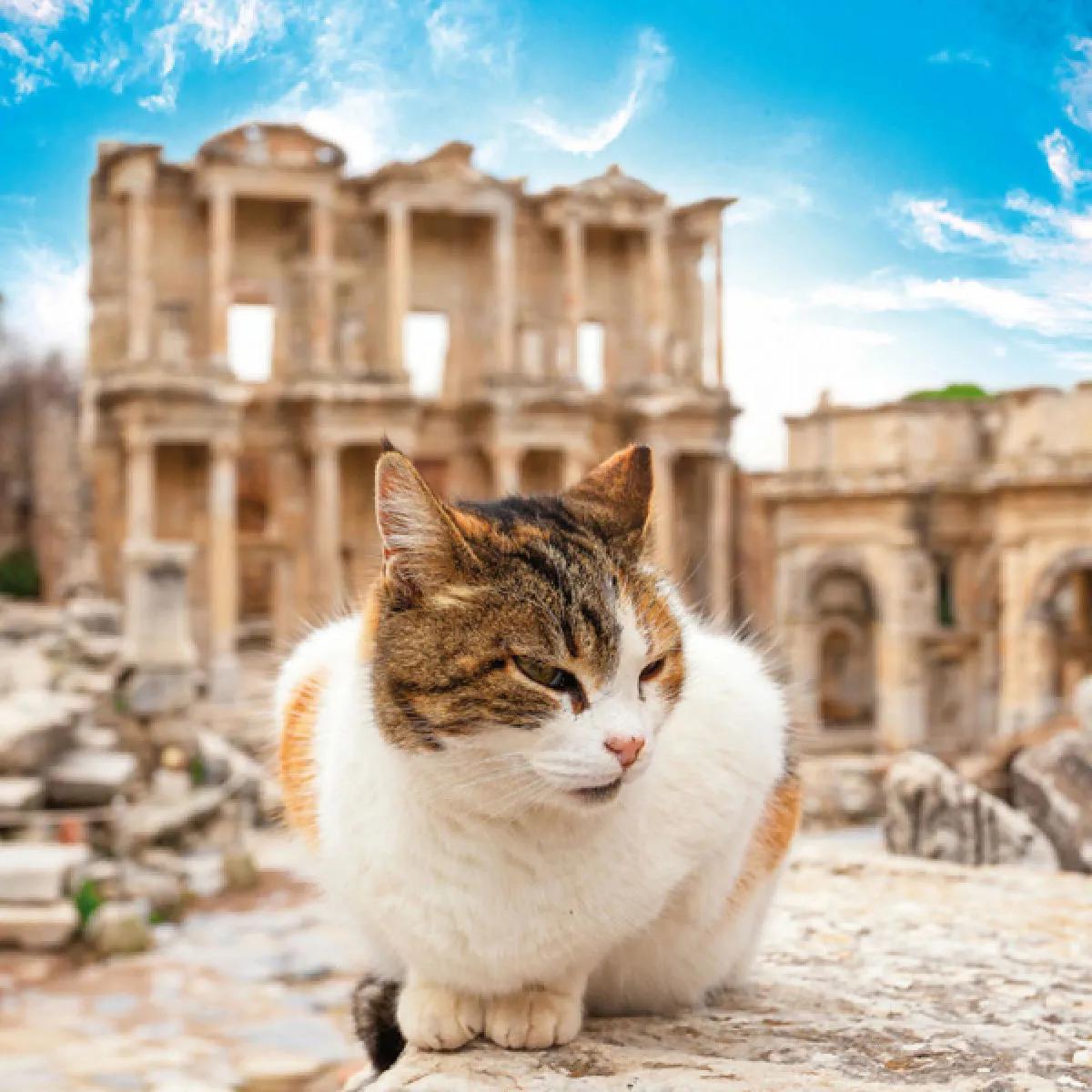 Zidni kalendar CATS 2024 