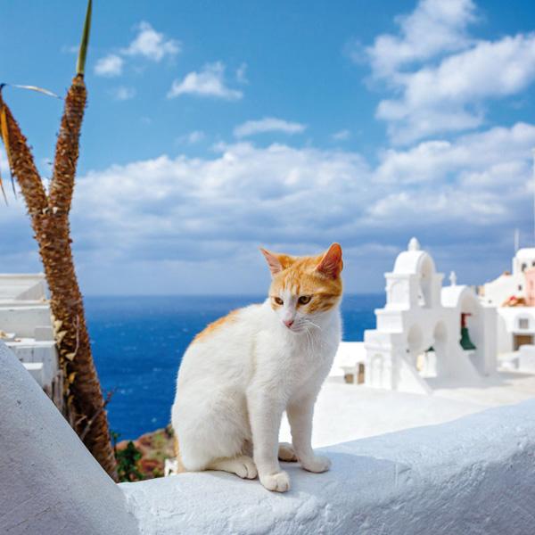 Zidni kalendar CATS 2024 