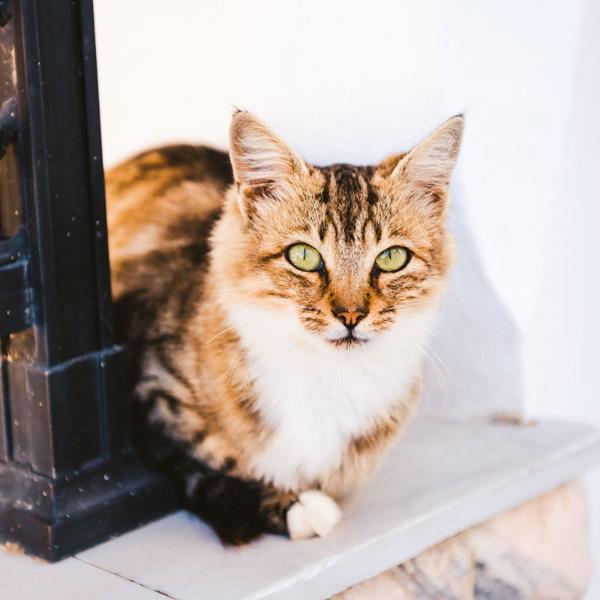 Zidni kalendar CATS 2024 