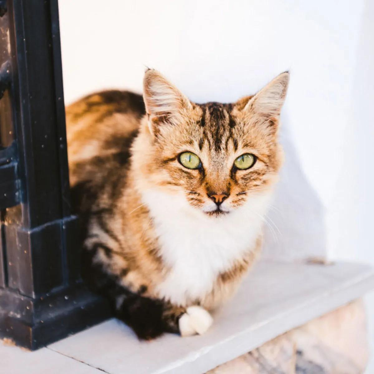 Zidni kalendar CATS 2024 