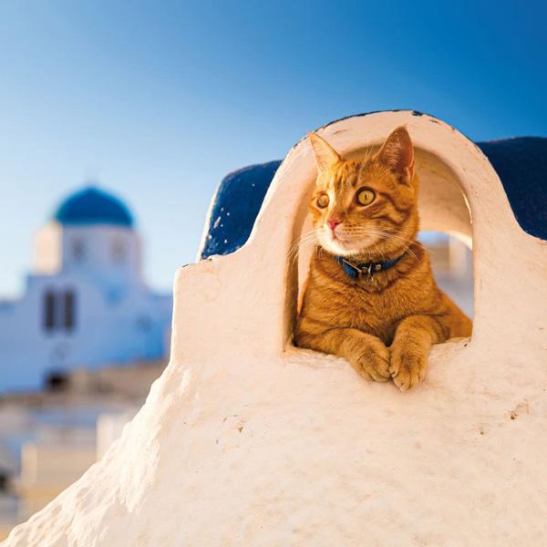 Zidni kalendar CATS 2024 