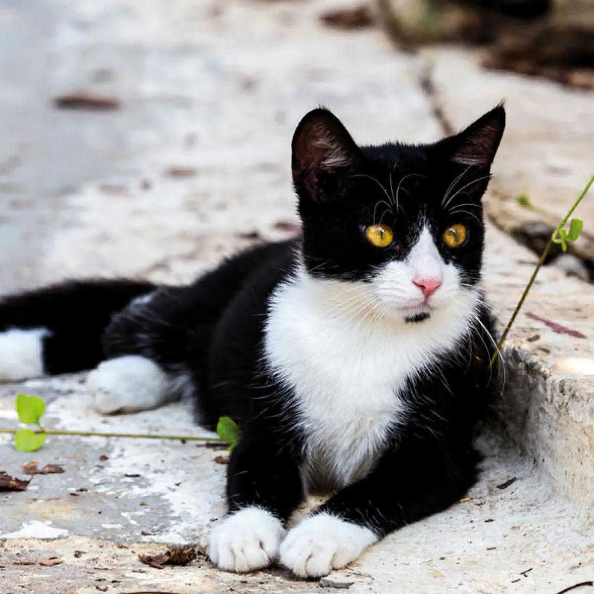 Zidni kalendar CATS 2024 