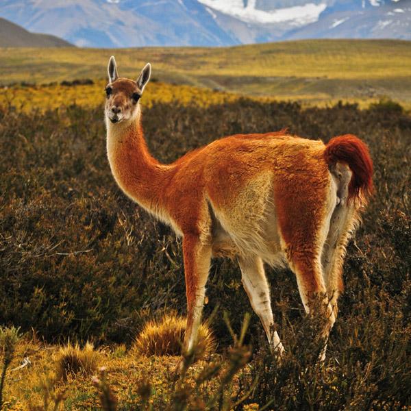 Zidni kalendar NO DRAMA LLAMA 2024 