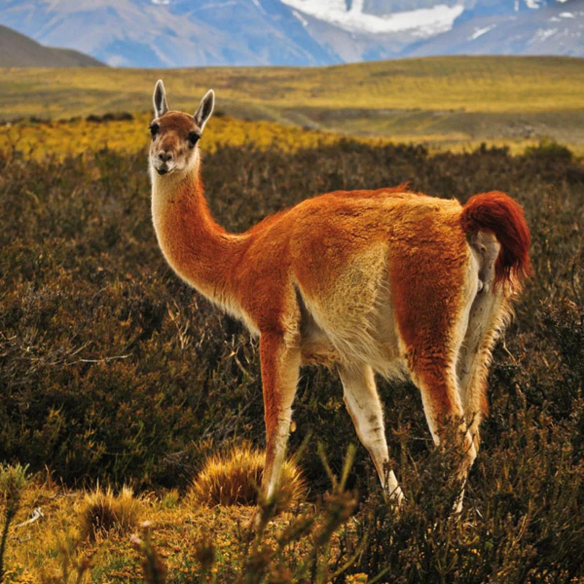 Zidni kalendar NO DRAMA LLAMA 2024 