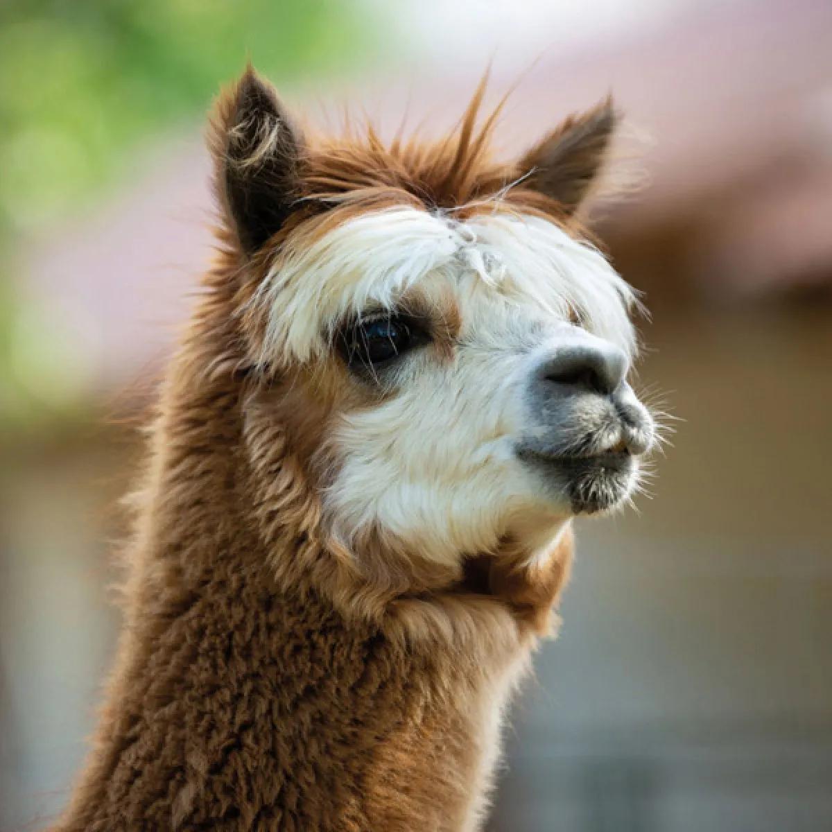 Zidni kalendar NO DRAMA LLAMA 2024 