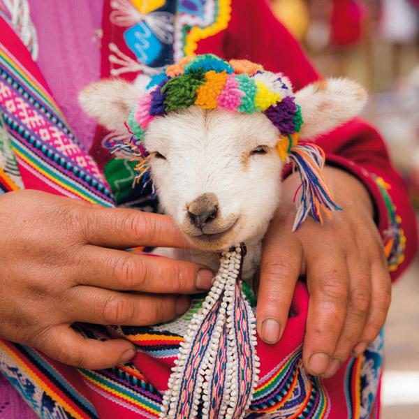 Zidni kalendar NO DRAMA LLAMA 2024 