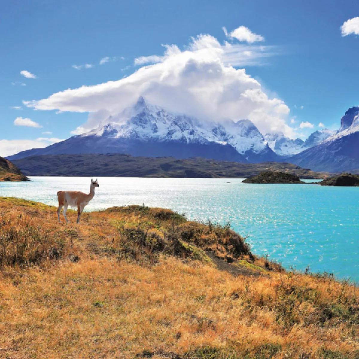 Zidni kalendar NO DRAMA LLAMA 2024 