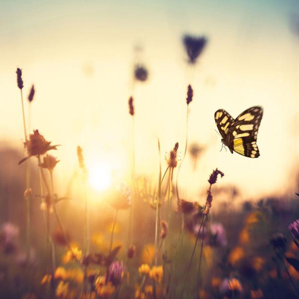 Zidni kalendar DIE SONNE GEHT AUF 2024 