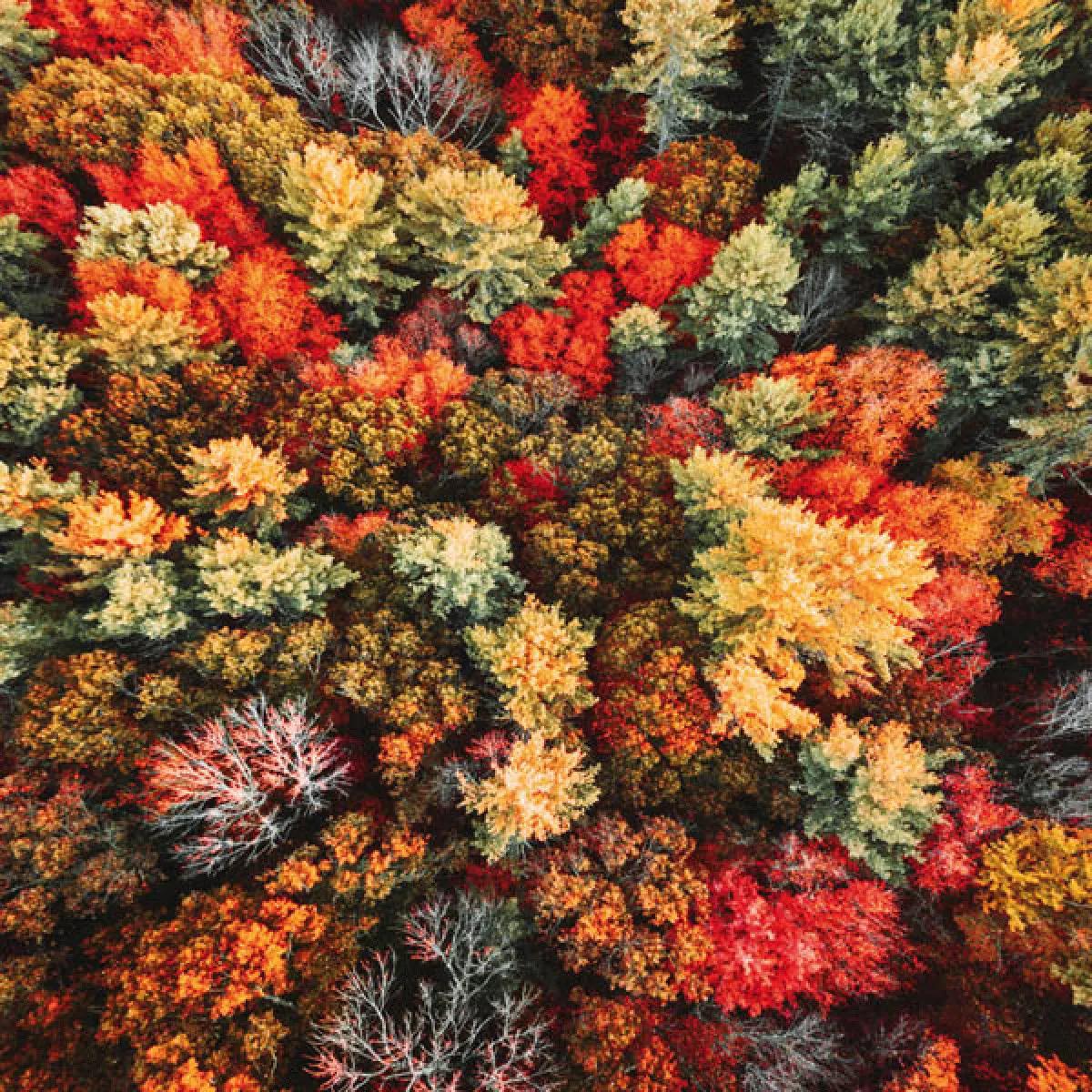 Zidni kalendar FOREST NATURE 2024 