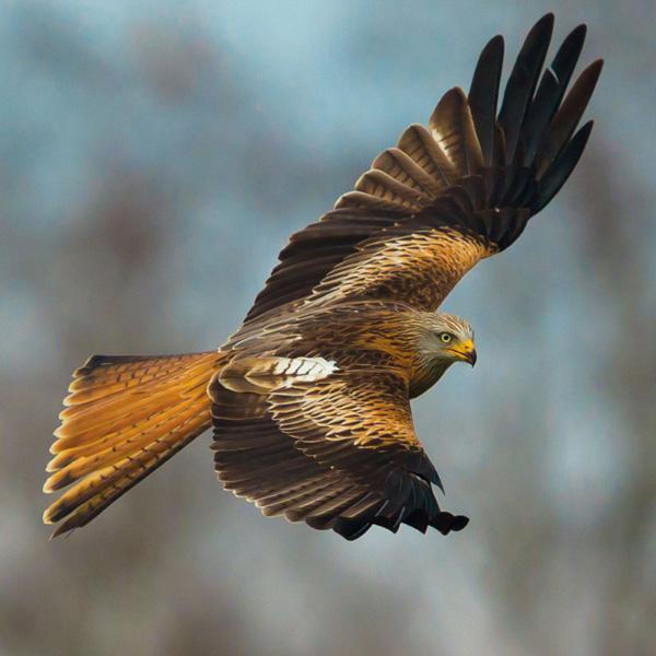 Zidni kalendar BEDROHTE TIERWELT (NEU) 2024 