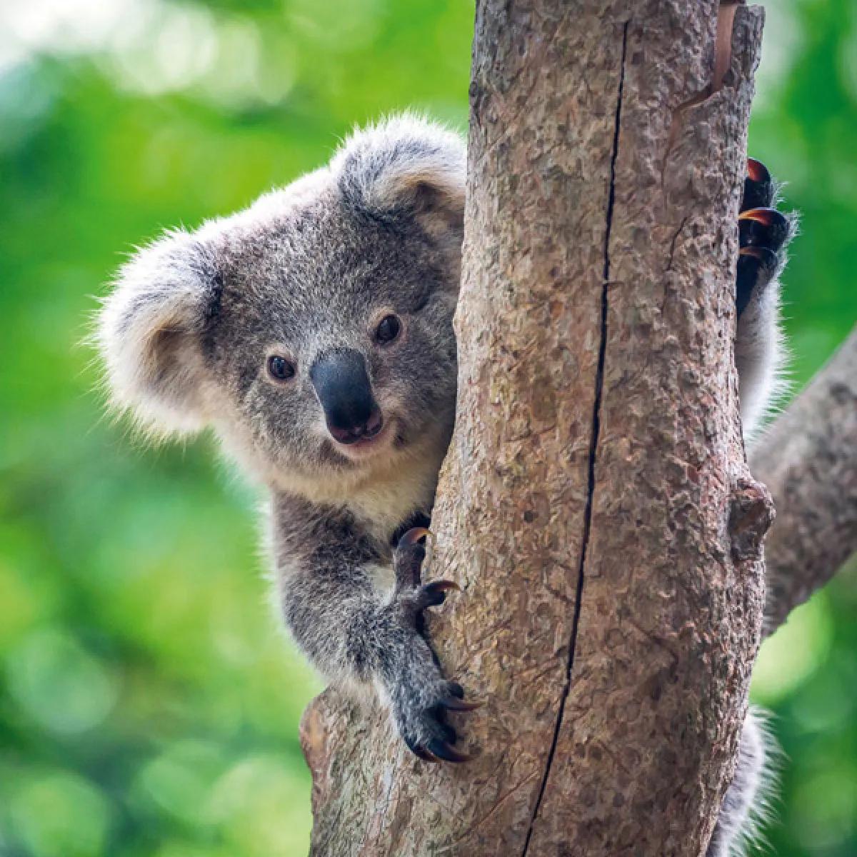 Zidni kalendar BEDROHTE TIERWELT (NEU) 2024 