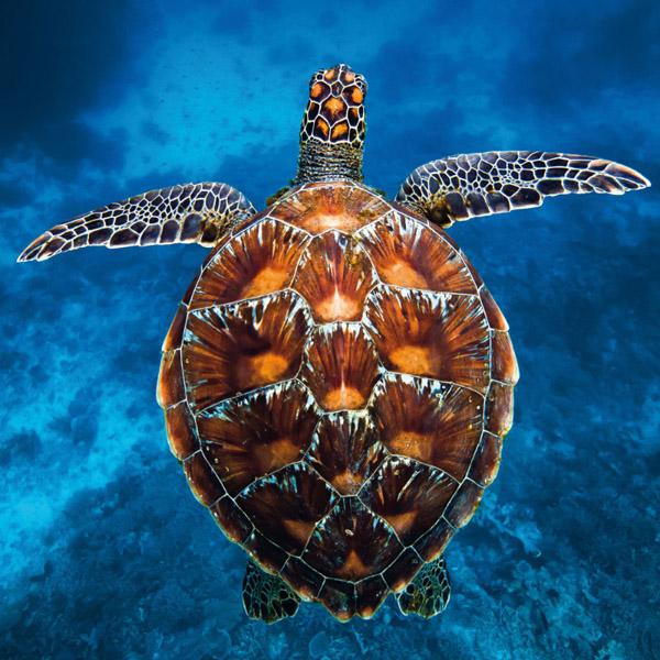 Zidni kalendar BEDROHTE TIERWELT (NEU) 2024 