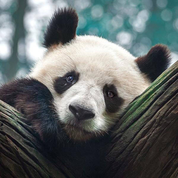 Zidni kalendar BEDROHTE TIERWELT (NEU) 2024 