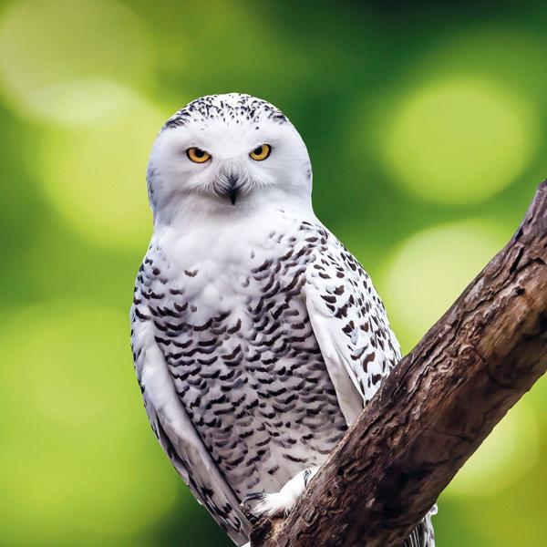 Zidni kalendar BEDROHTE TIERWELT (NEU) 2024 