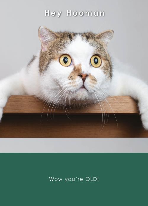 Rođendanska čestitka SHOCKED CAT 