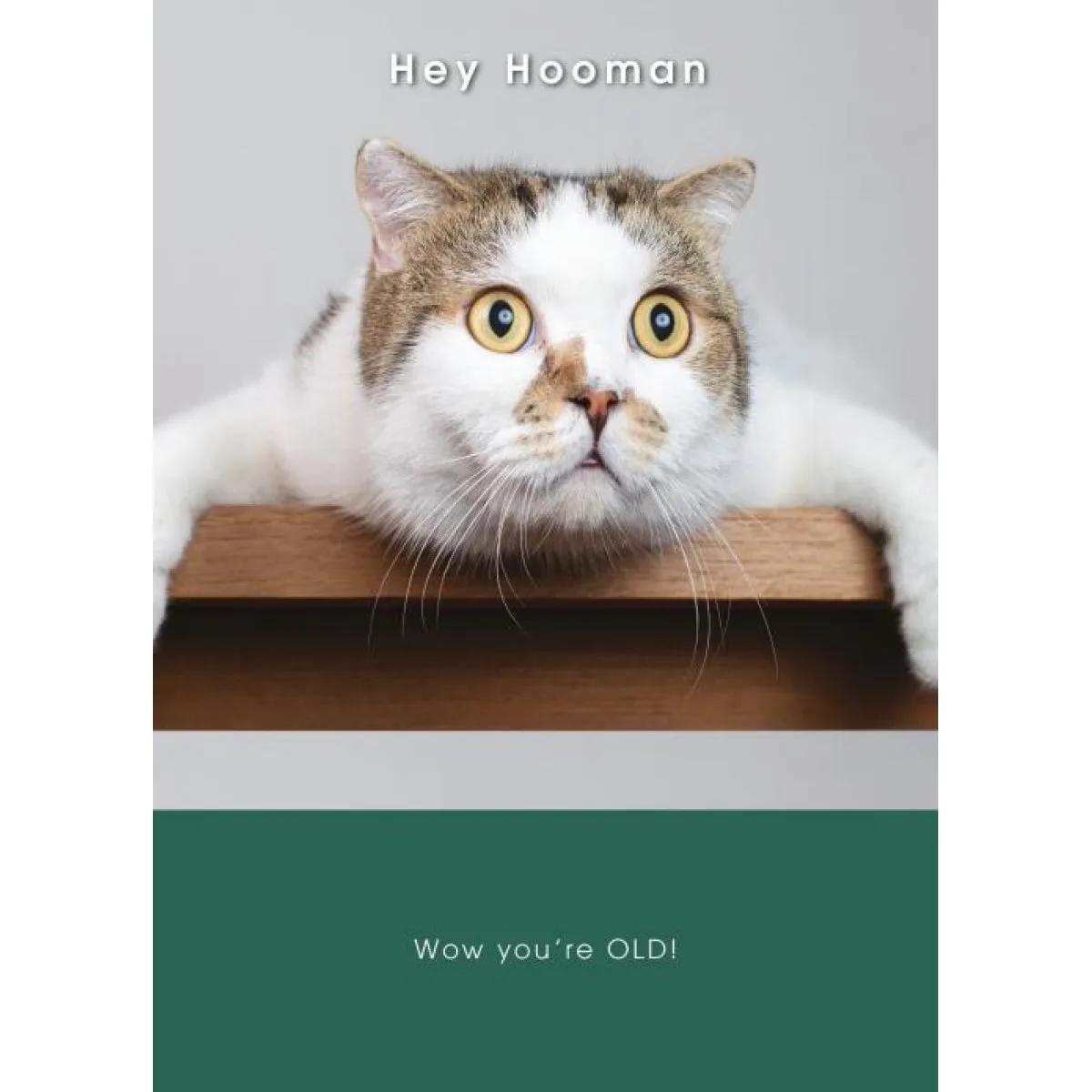 Rođendanska čestitka SHOCKED CAT 