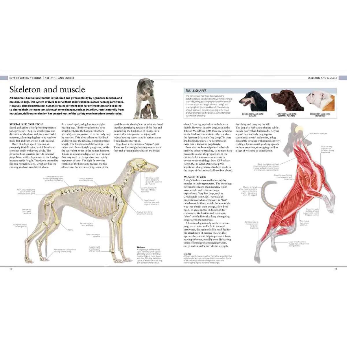 THE DOG ENCYCLOPEDIA 