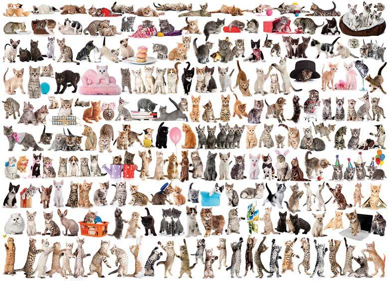 Puzzle 1000kom THE WORLD OF CATS 