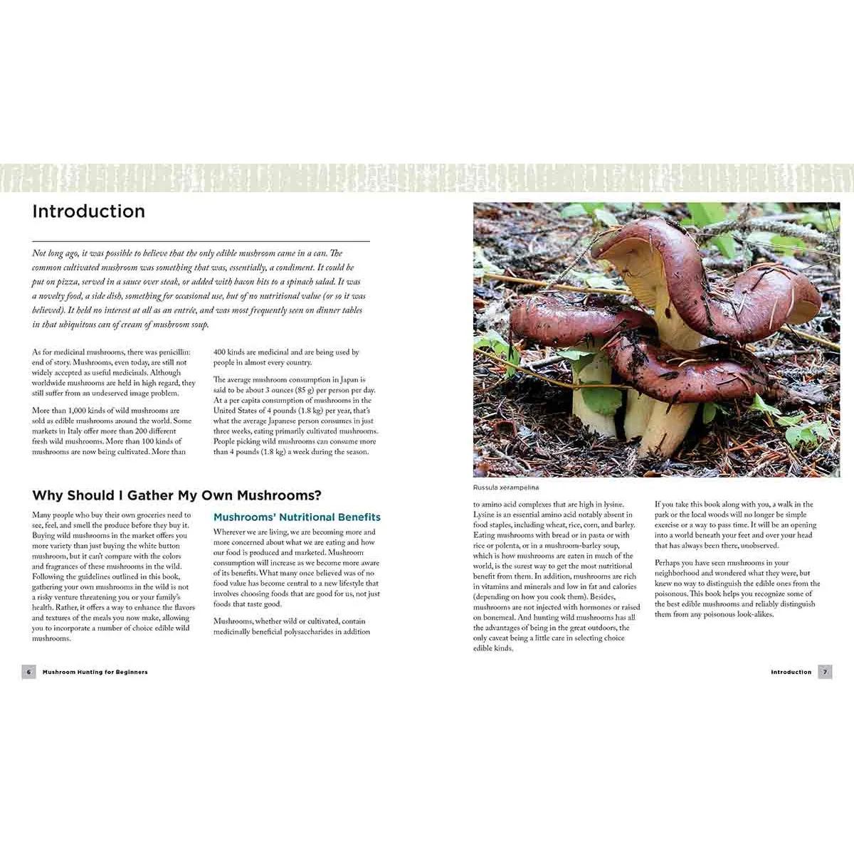 MUSHROOM HUNTING FOR BEGINNERS 