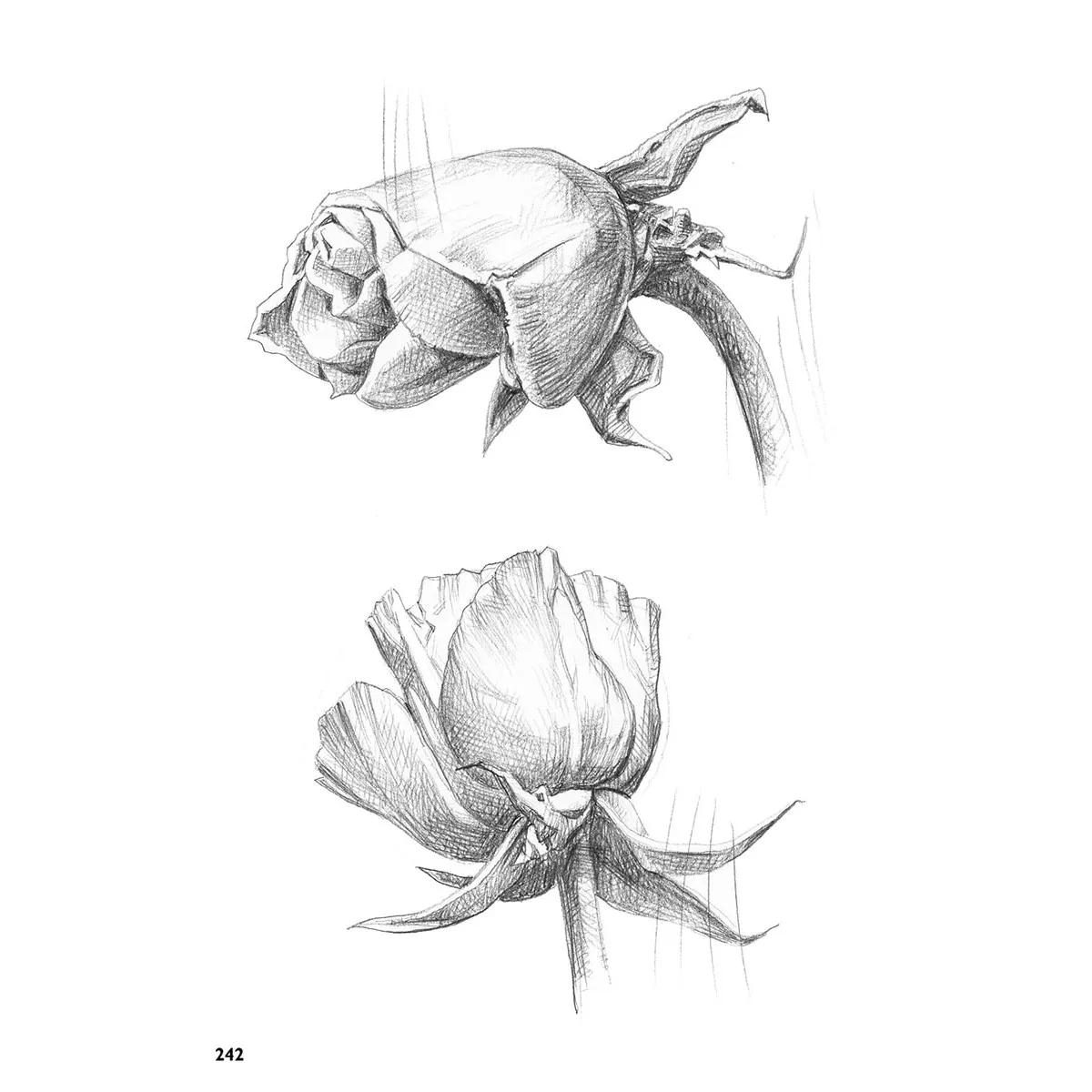 CRTANJE PRIRODE - KOMPETAN VODIČ 