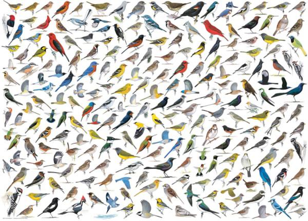 Puzzle THE WORLD OF BIRDS 1000kom 