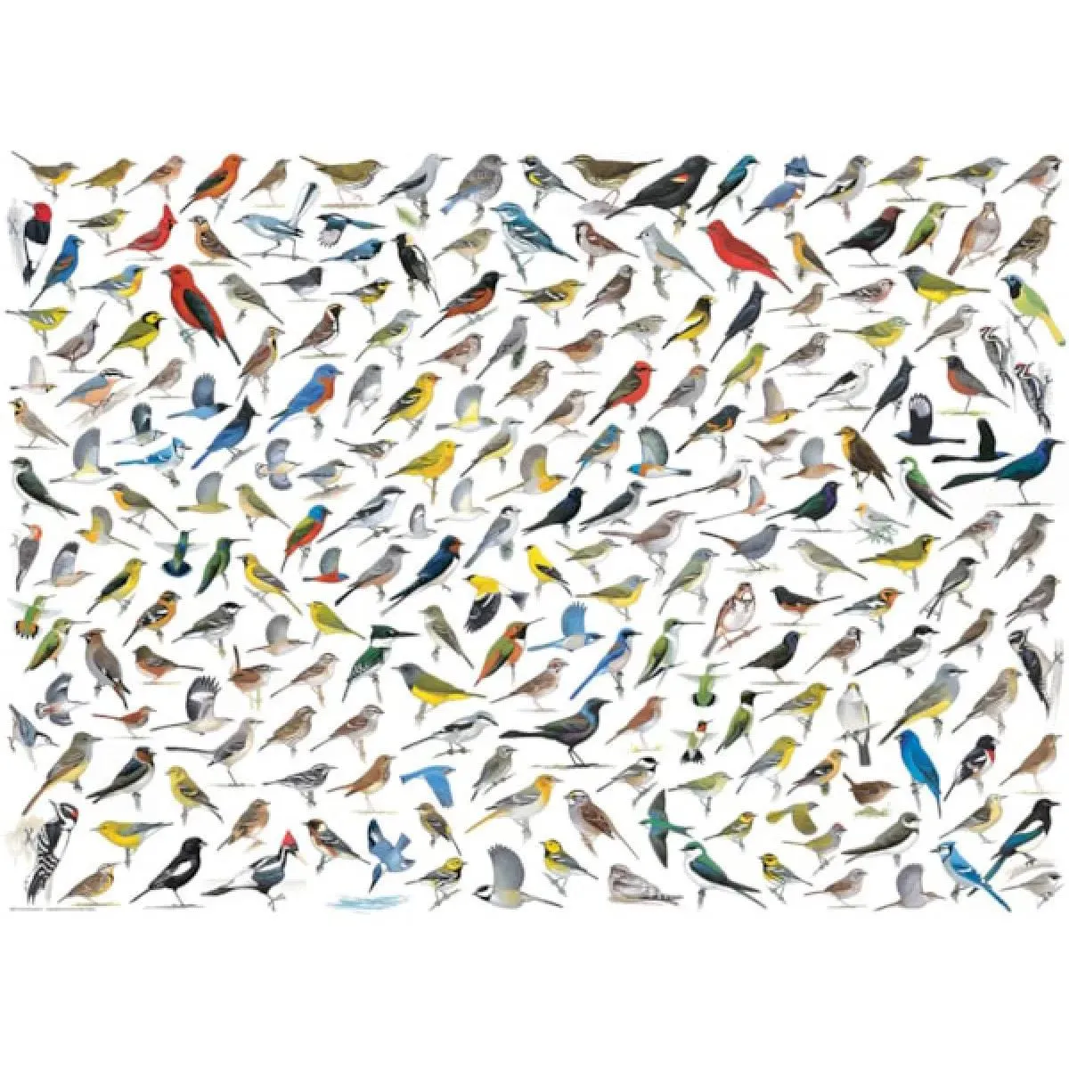 Puzzle THE WORLD OF BIRDS 1000kom 