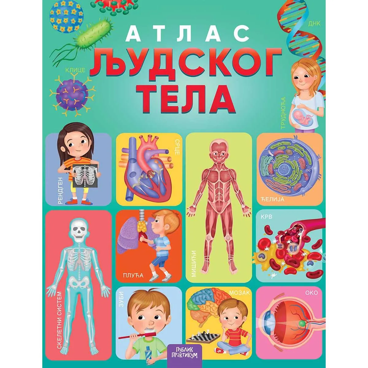 ATLAS LJUDSKOG TELA 