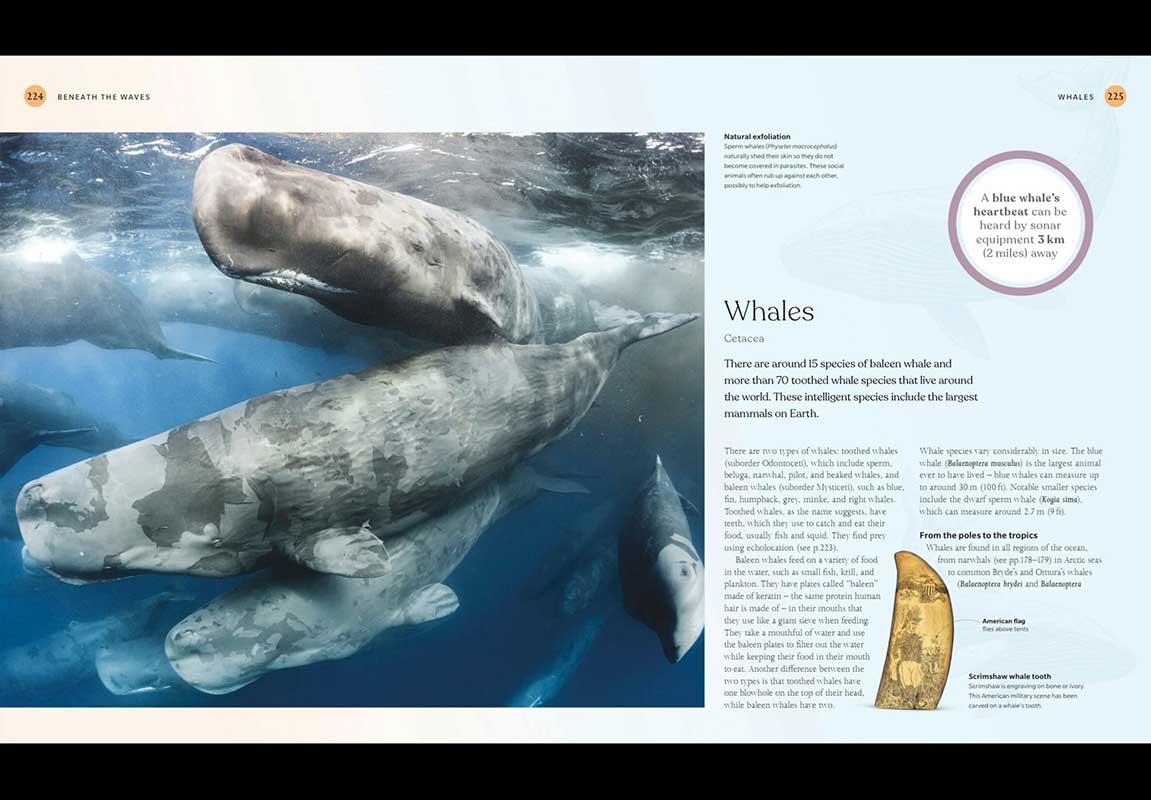 THE SCIENCE OF THE OCEAN 