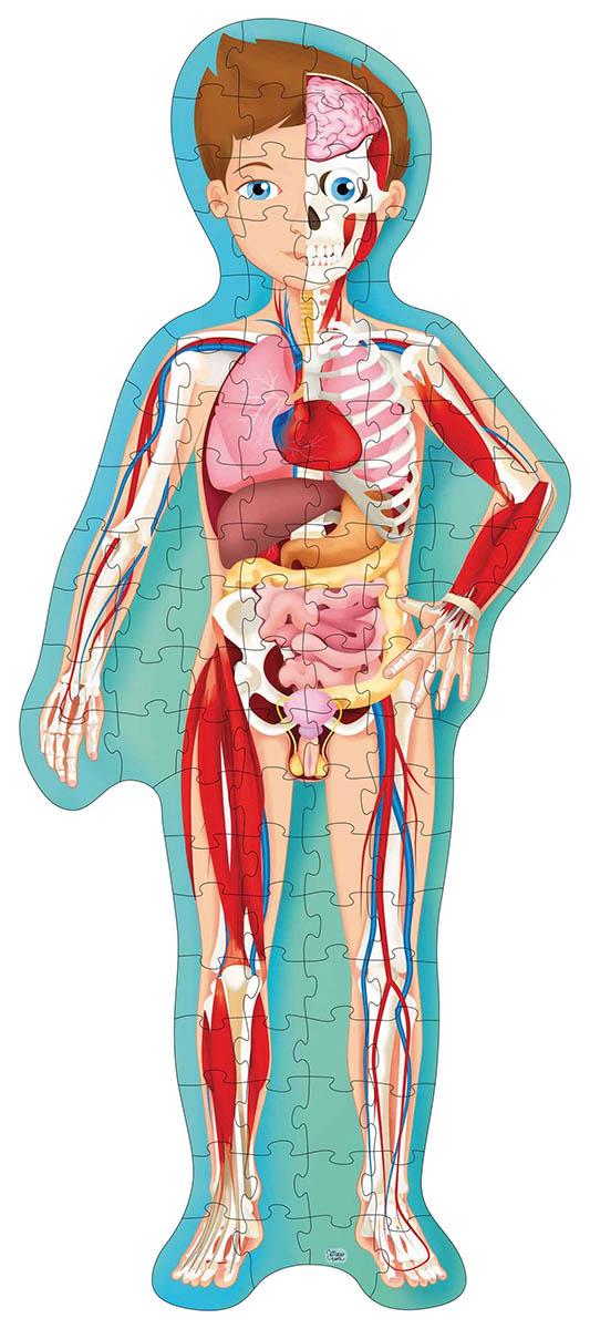 PUTUJ, UČI, ISTRAŽUJ - LJUDSKO TELO 