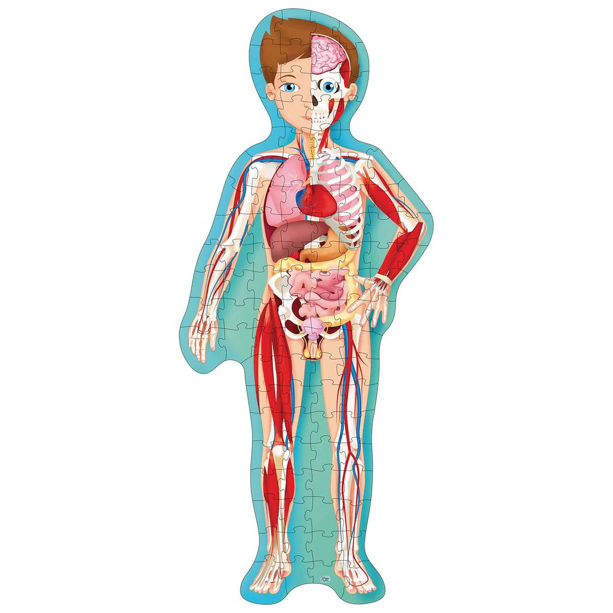 PUTUJ, UČI, ISTRAŽUJ - LJUDSKO TELO 