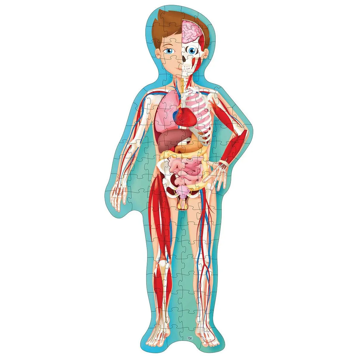 PUTUJ, UČI, ISTRAŽUJ - LJUDSKO TELO 